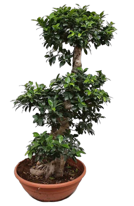 Бонсай Фикус Микрокарпа - Bonsai Ficus microcarpa D35 H140