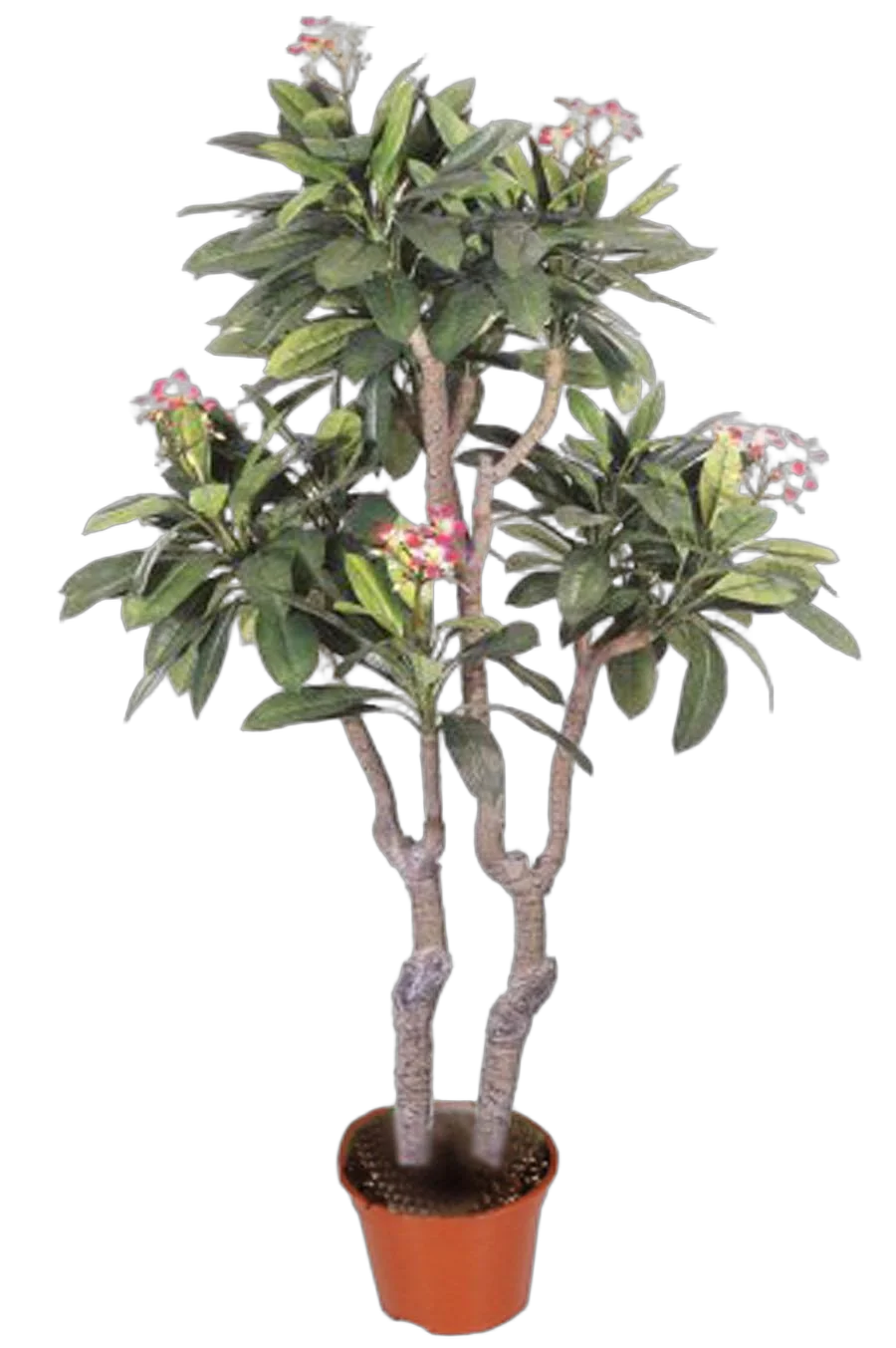 Плюмерия - Plumeria D17 H100