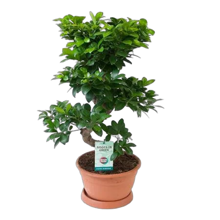 Бонсай Фикус Микрокарпа - Bonsai Ficus Ginseng D27 H70