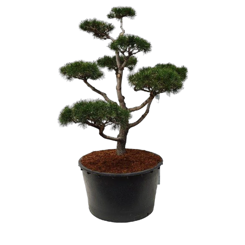Бонсай Сосна - Bonsai Pinus contorta D91 H200