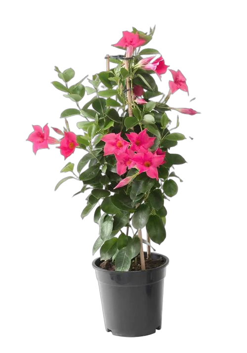 Мандевилла или Дипладения розовая - Mandevilla D15 H50