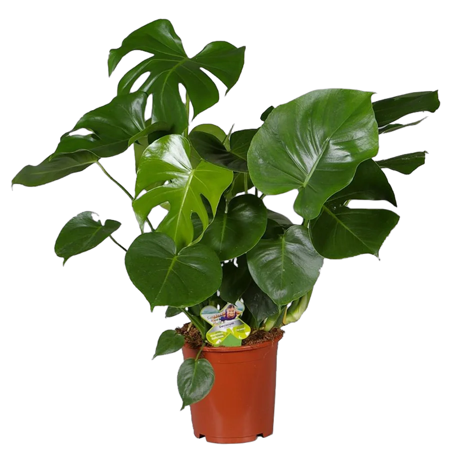 Монстера деликатесная, привлекательная — Моnstera deliciosa D21 H80