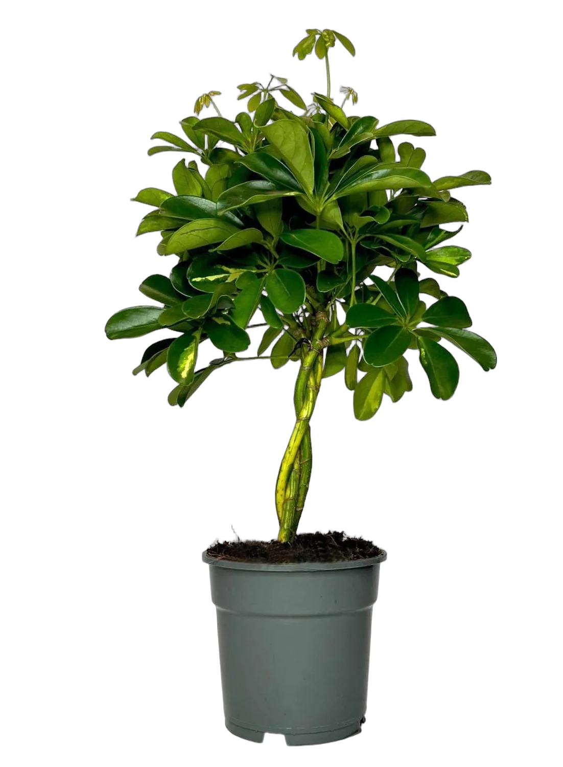 Шефлера Голд Капела Переплетенная - Schefflera gold capella D17 H55