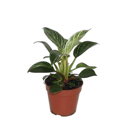 Филодендрон Биркин - Philodendron Birkin D12 H25