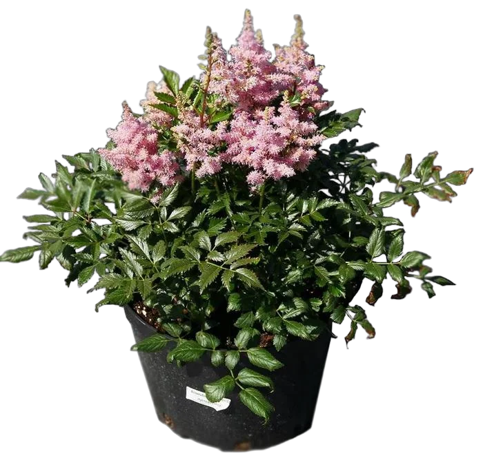 Астильба Г. Арендса Глория Пурпурея - Astilbe Gloria Purpurea D17 H50