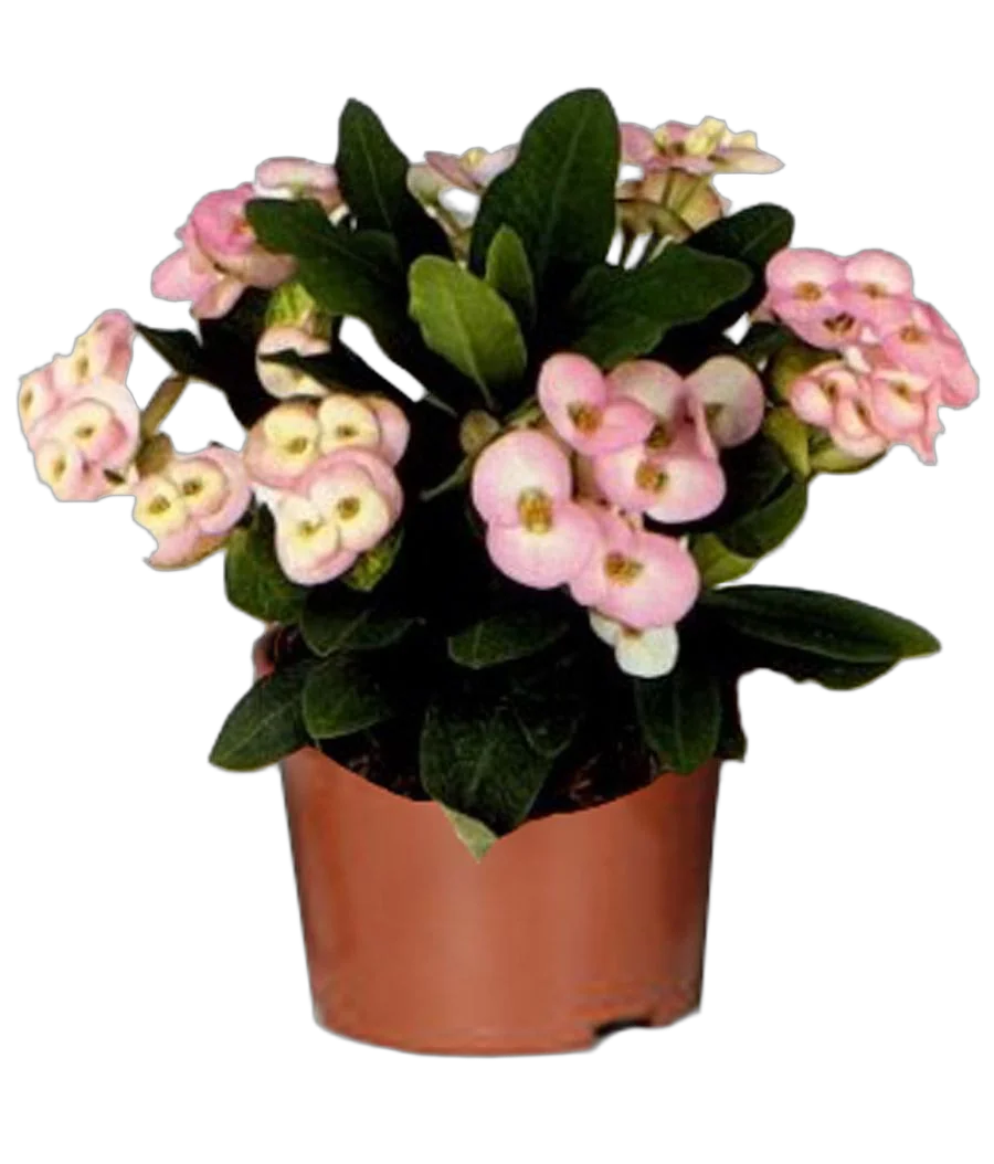 Молочай блестящий (Миля) - Euphorbia Milii GEM D12 H25