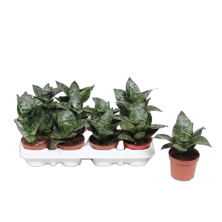 Сансевиерия Хани - Sansevieria Hahnii     (fachjan) D9 H20