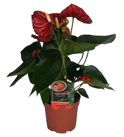 Антуриум Андреанум Алмера - Anthurium Almera красный D12 H40