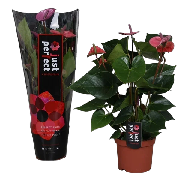 Антуриум Андреанум Флорино - Anthurium Fiorino пурпурный D17 H60