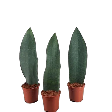 Сансевиерия Масониана Виктория - Sansevieria Masoniana Victoria D17 H60