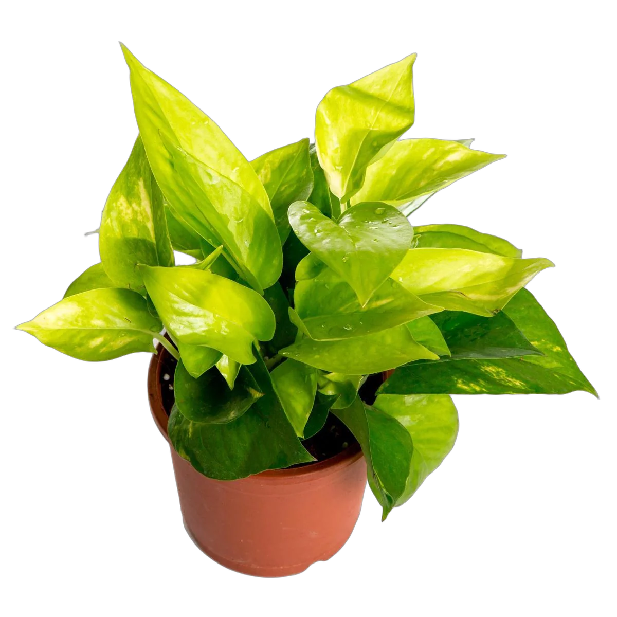 Эпипремнум золотой - Epipremnum Golden Pothos D13 H25