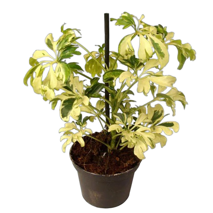 Шеффлера Жанин - Schefflera Janine D18 H60