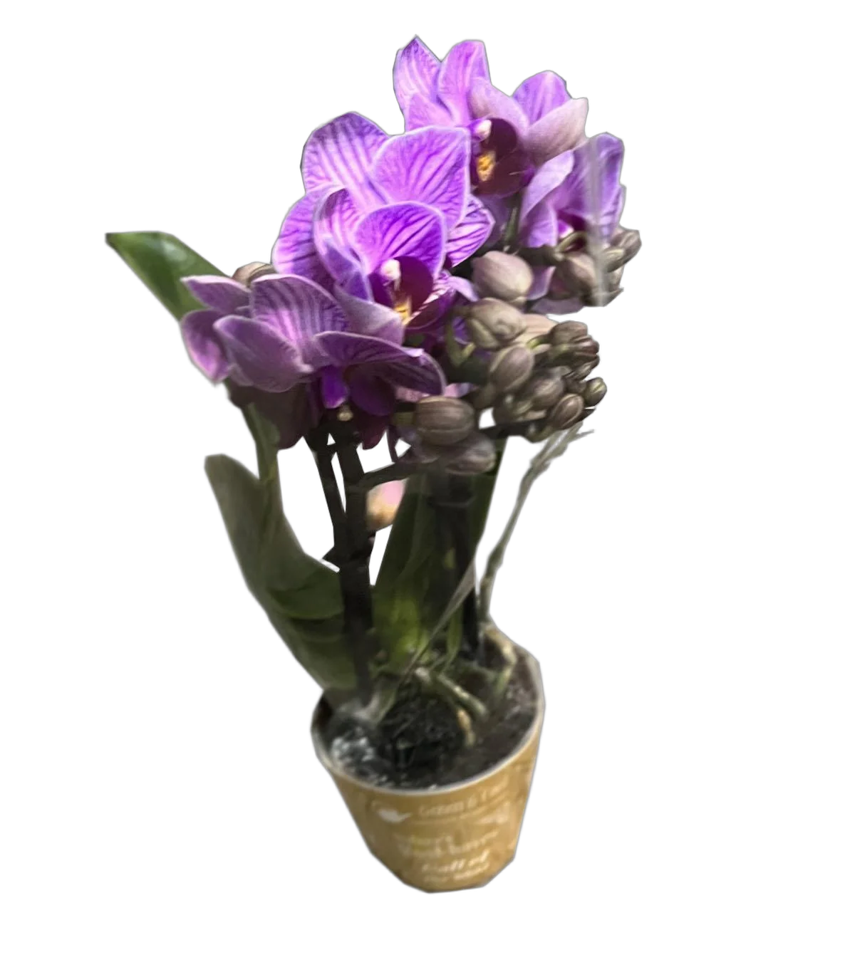 Фаленопсис мини 3 цветоноса - Phalaenopsis D9 H15