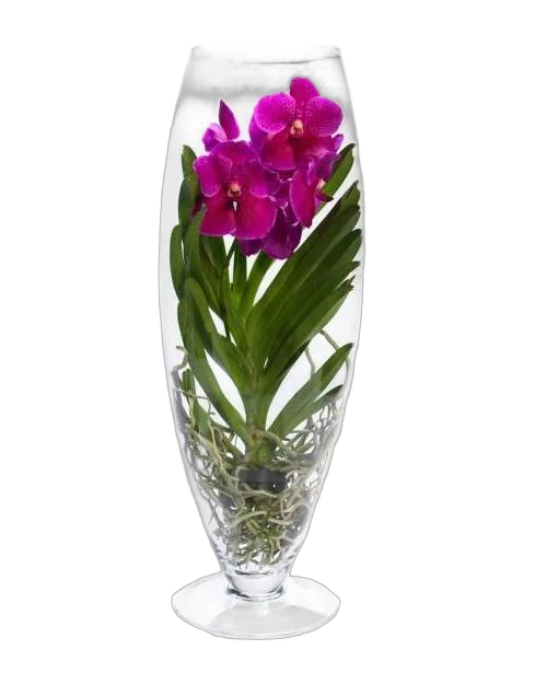 Ванда в вазе Шампань - Vanda Champagne D21 H70