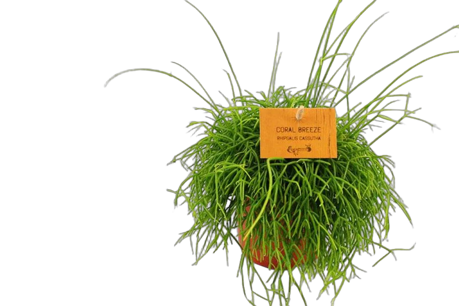 Рипсалис кассута пустоплодный - Rhipsalis cassutha coral breeze D9 H12