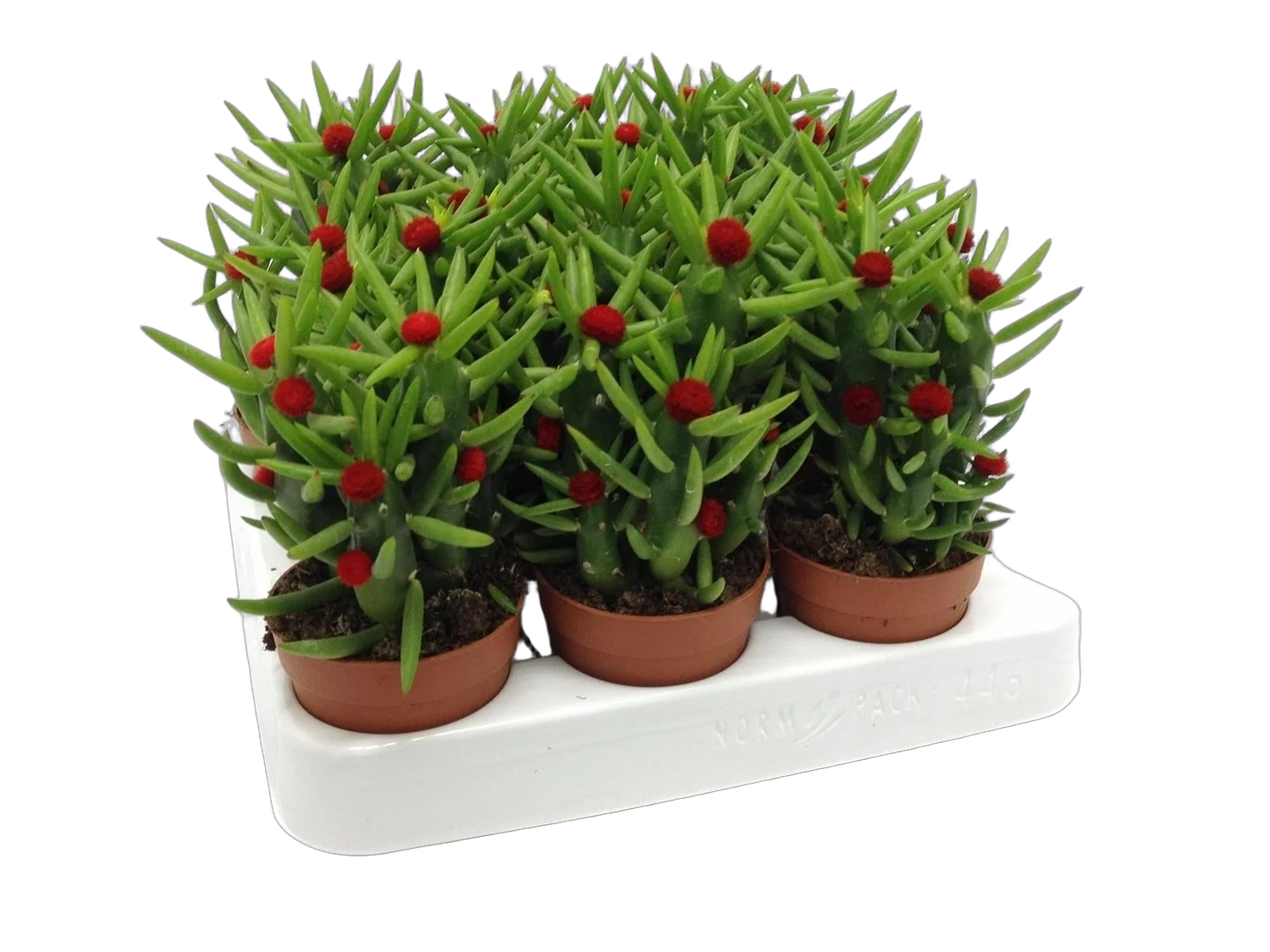 Опунция Субулата - Opuntia Subulata D12 H25