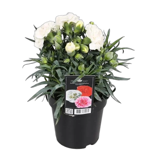 Гвоздика белая - Dianthus D12 H20
