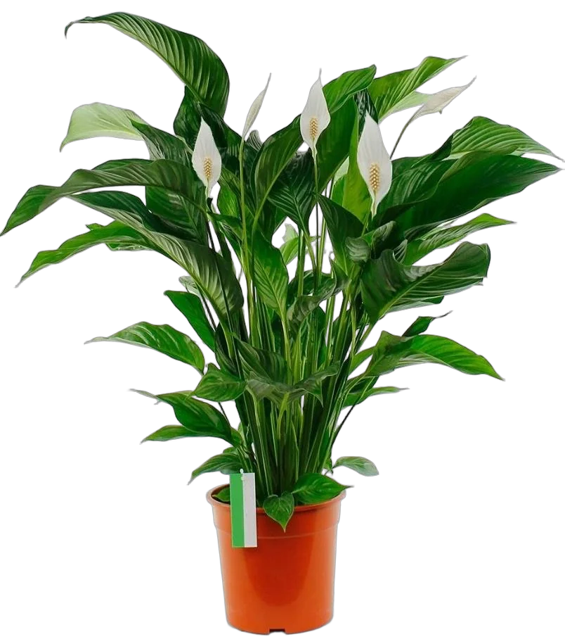 Спатифиллум Свит Лаурета - Sweet Lauretta D17 H90