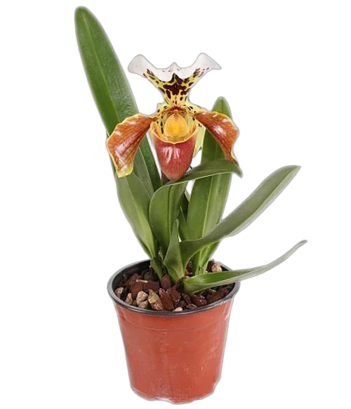 Пафиопедилум - Paphiopedilum D12 H30