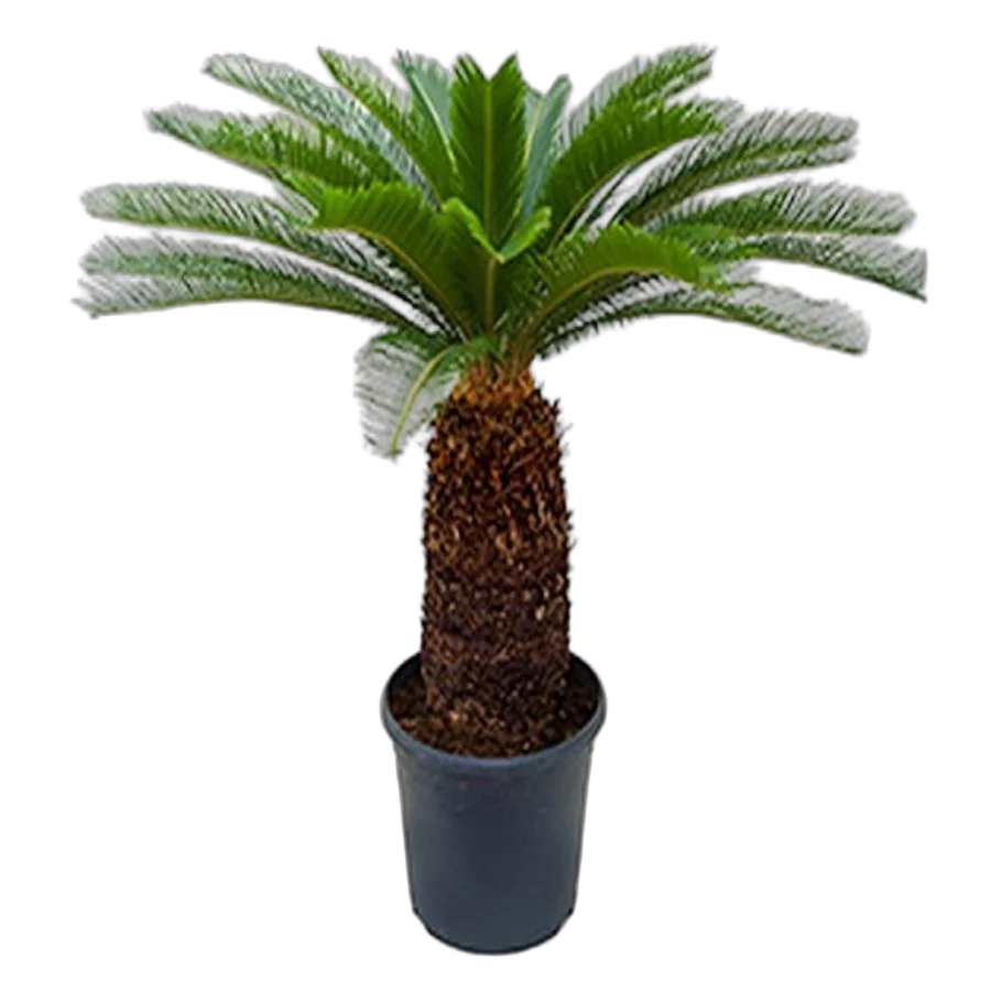 Пальма Цикас революта - Cycas revoluta D36 H140