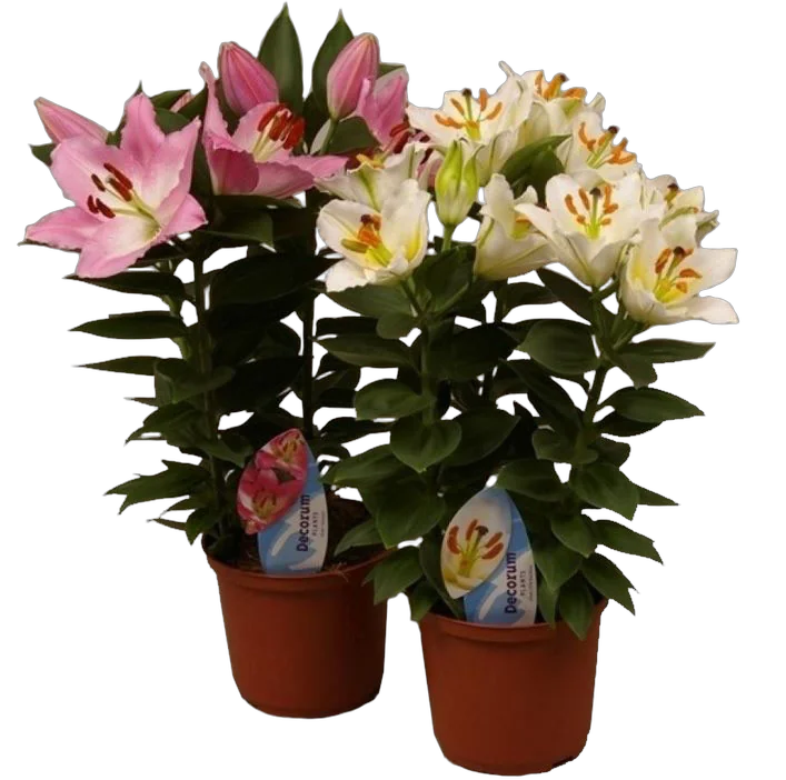 Лилия Восточная микс - Lilium D24 H70