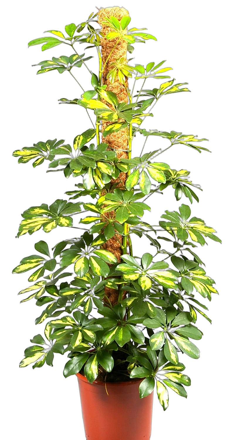 Шеффлера Голд Капелла - Schefflera gold capella D25  H150