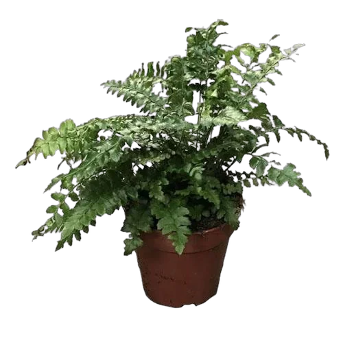 Многорядник Брауна - Polystichum braunii D12 H25