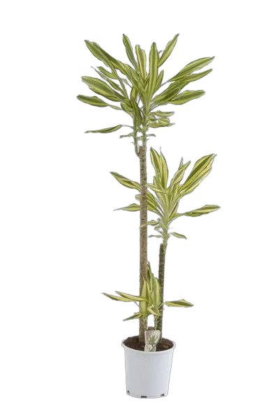 Драцена фрагранс Еллоу Кост - Dracaena fragrans Yellow Coast D25 H150
