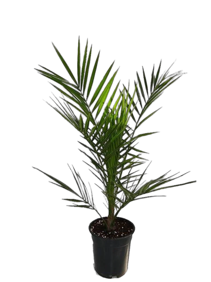 Пальма Финик Канарский - Phoenix canariensis D12 H45