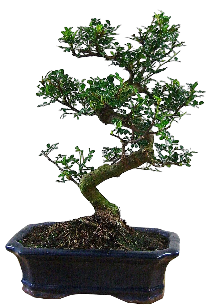 Бонсай Перечное дерево (Шинус) - Bonsai Schinus D30 H35