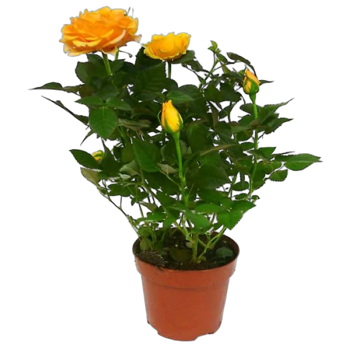 Роза желтая - Apollo Parade D10 H35