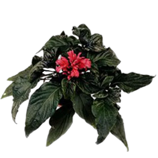 Якобиния (Юстиция) - Jacobinia/Justicia D9 H15