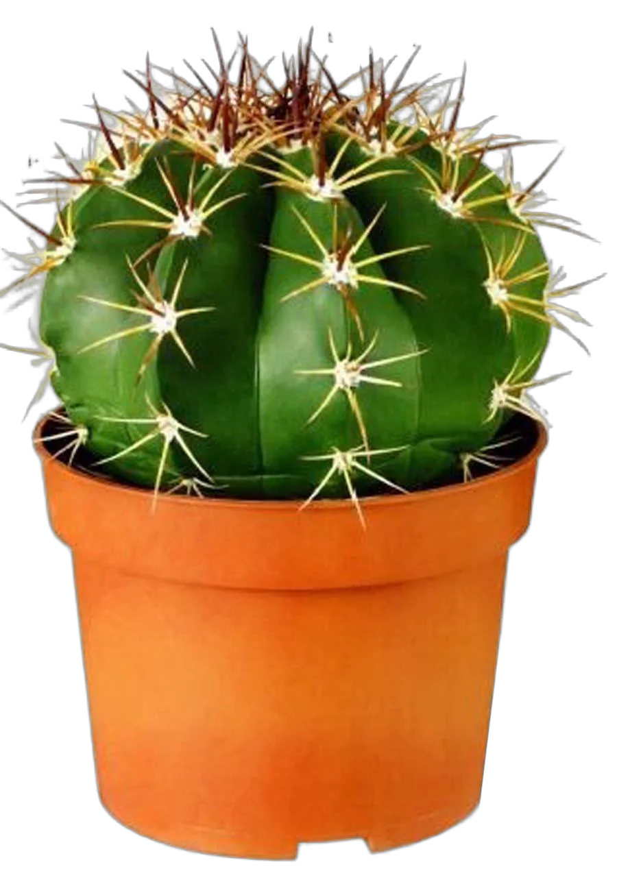Ферокактус голубеющий - Ferocactus glaucesce D15 H25