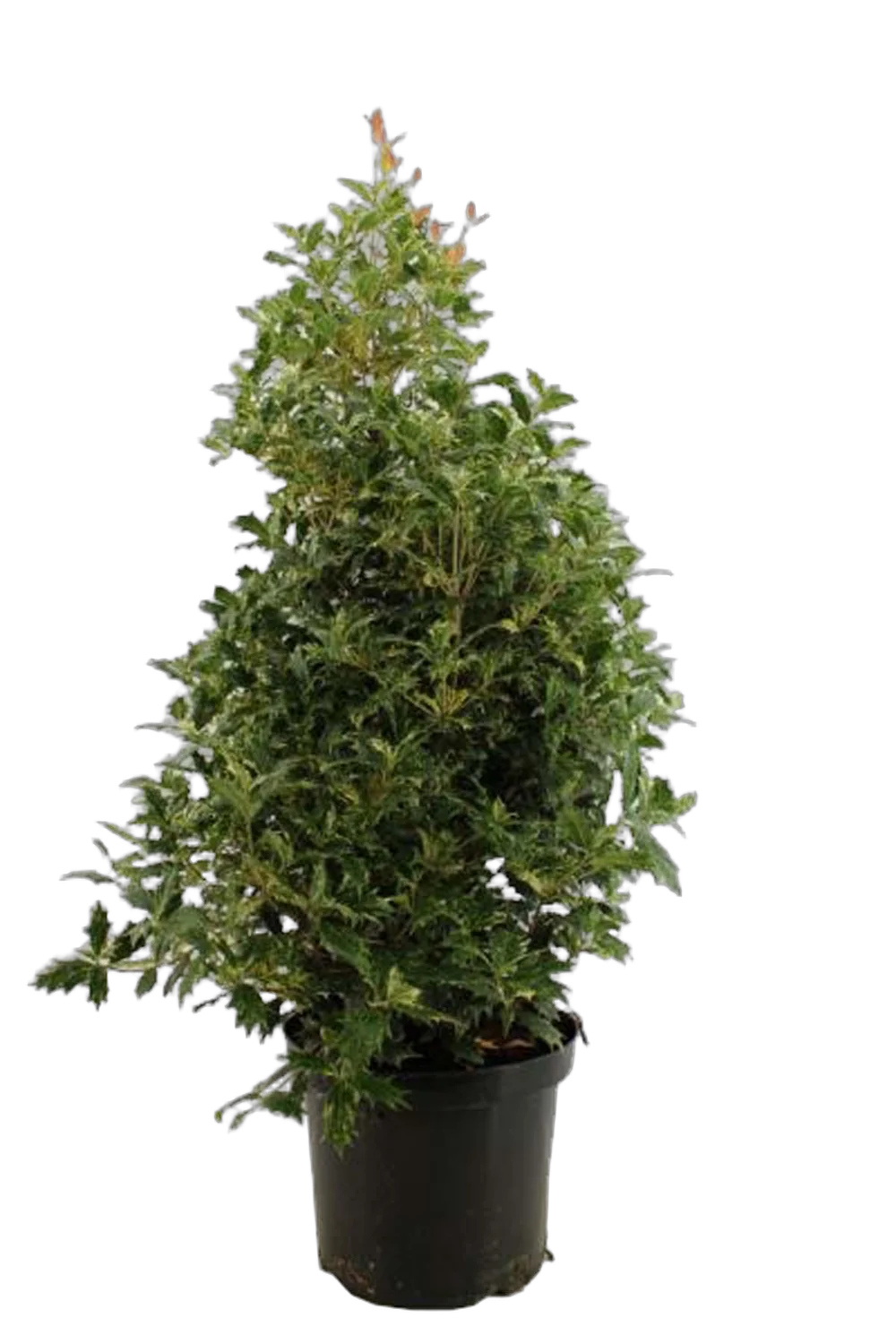 Османтус разнолистный Триколор - Osmanthus heteroph. 'Tricolor' D25 H100