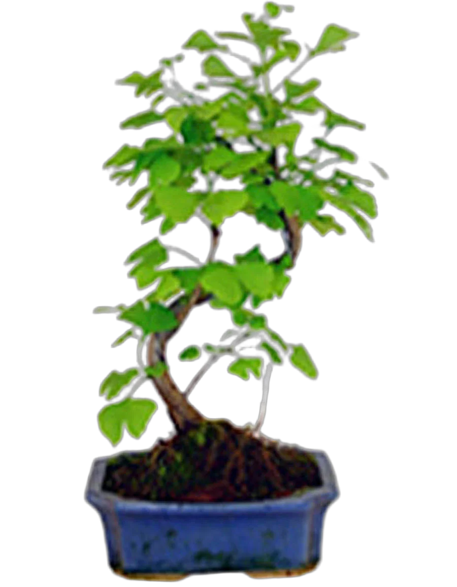 Гинкго Билоба бонсай D25 H30