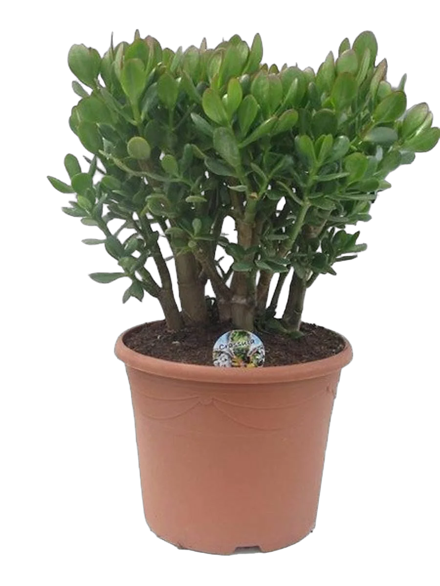 Крассула Овата (Толстянка) - Crassula D23 H65