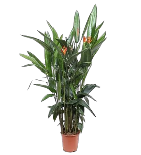 Геликония Кюрасао - Heliconia Curacao (fachjan) D24 H150