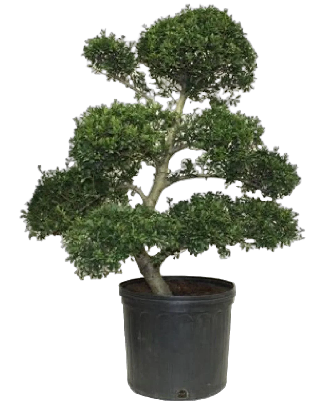Бонсай Падуб, Дуб каменный, илекс - Bonsai Quercus ilex  D40 H90
