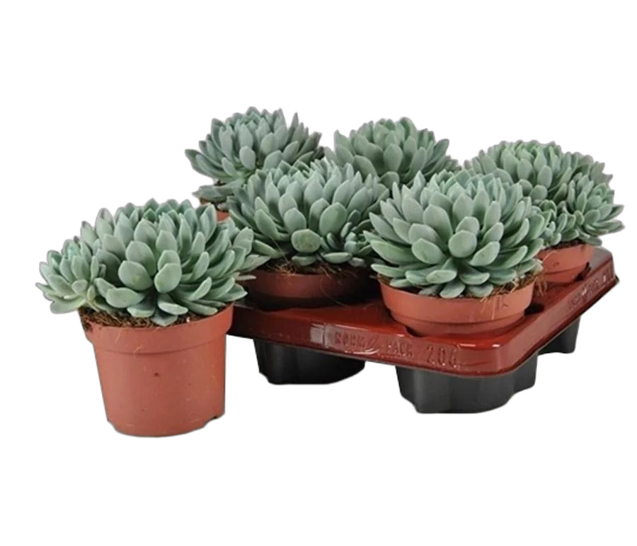 Пахиверия Шейдекера - Pachyveria scheideckeri D12 H15