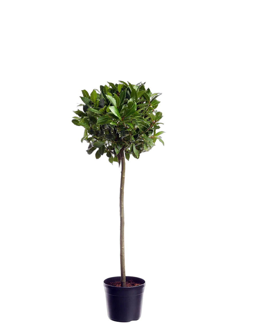 Лавр благородный штамб - Lurus nbilis D28 H140