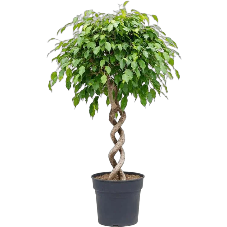 Фикус Бенджамина экзотика двойная спираль - Ficus Be Exotica Double Spiral D31 H140