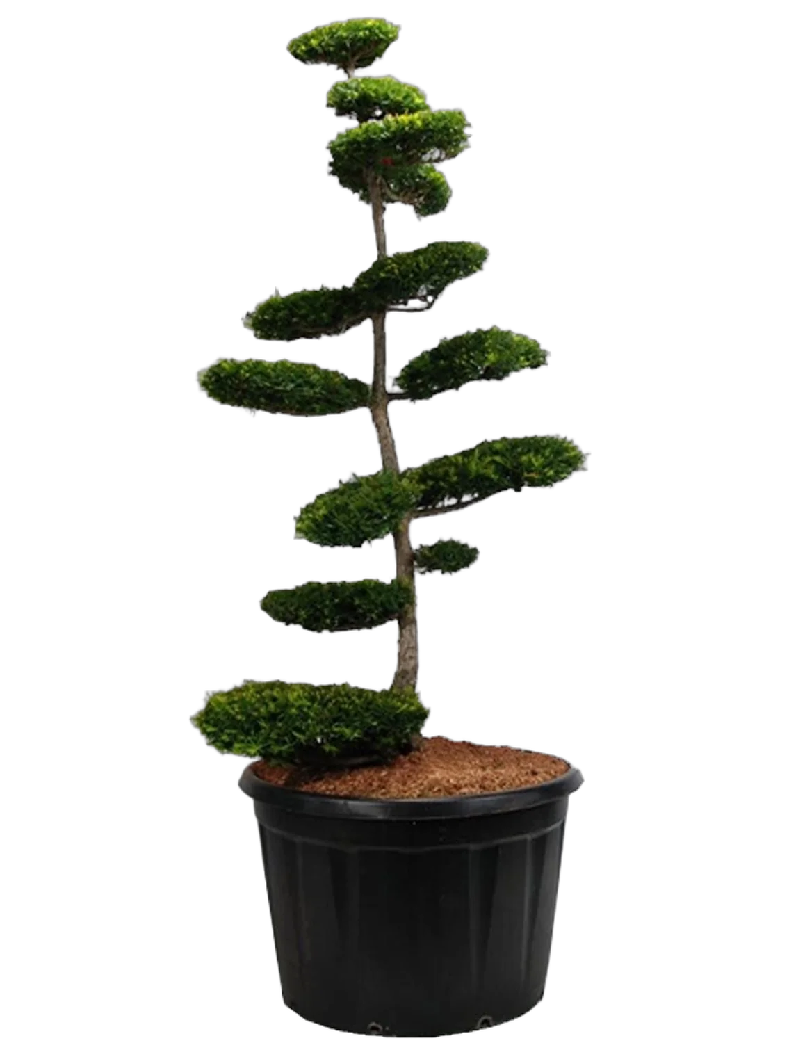 Тис хвойный бонсай - Taxus Media Thayerae Pon Pon D80 H260