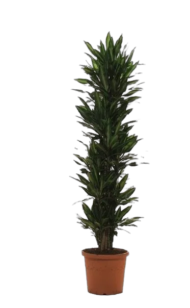 Драцена душистая (Фрагранс) Чинто куст - Dracaena fragrans Cinto D40 H220