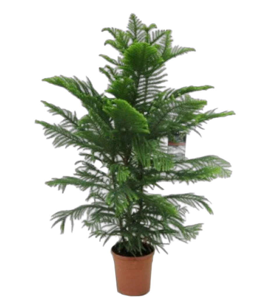 Араукария Хетерофилла - Araucaria D24 H120