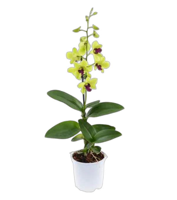 Дендробиум фаленопсис 'Sa-Nook' - Dendrobium phalaenopsis D12 H40