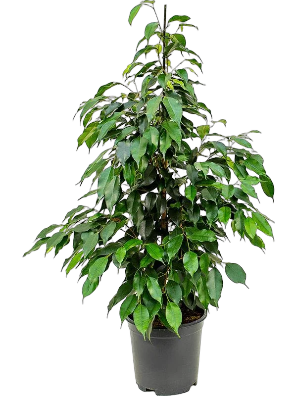 Фикус Бенджамина Даниэль - Ficus Benjamina Danielle D22 H90