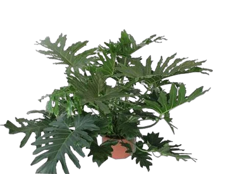 Филодендрон Двоякоперистый Селлоум - Philodendron Bipinnatifidum (selloum) D40 H140