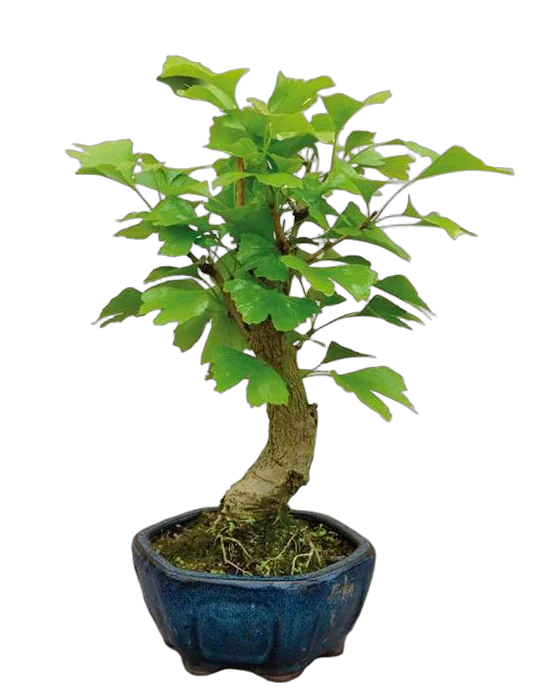 Гинкго Билоба бонсай D20 H25