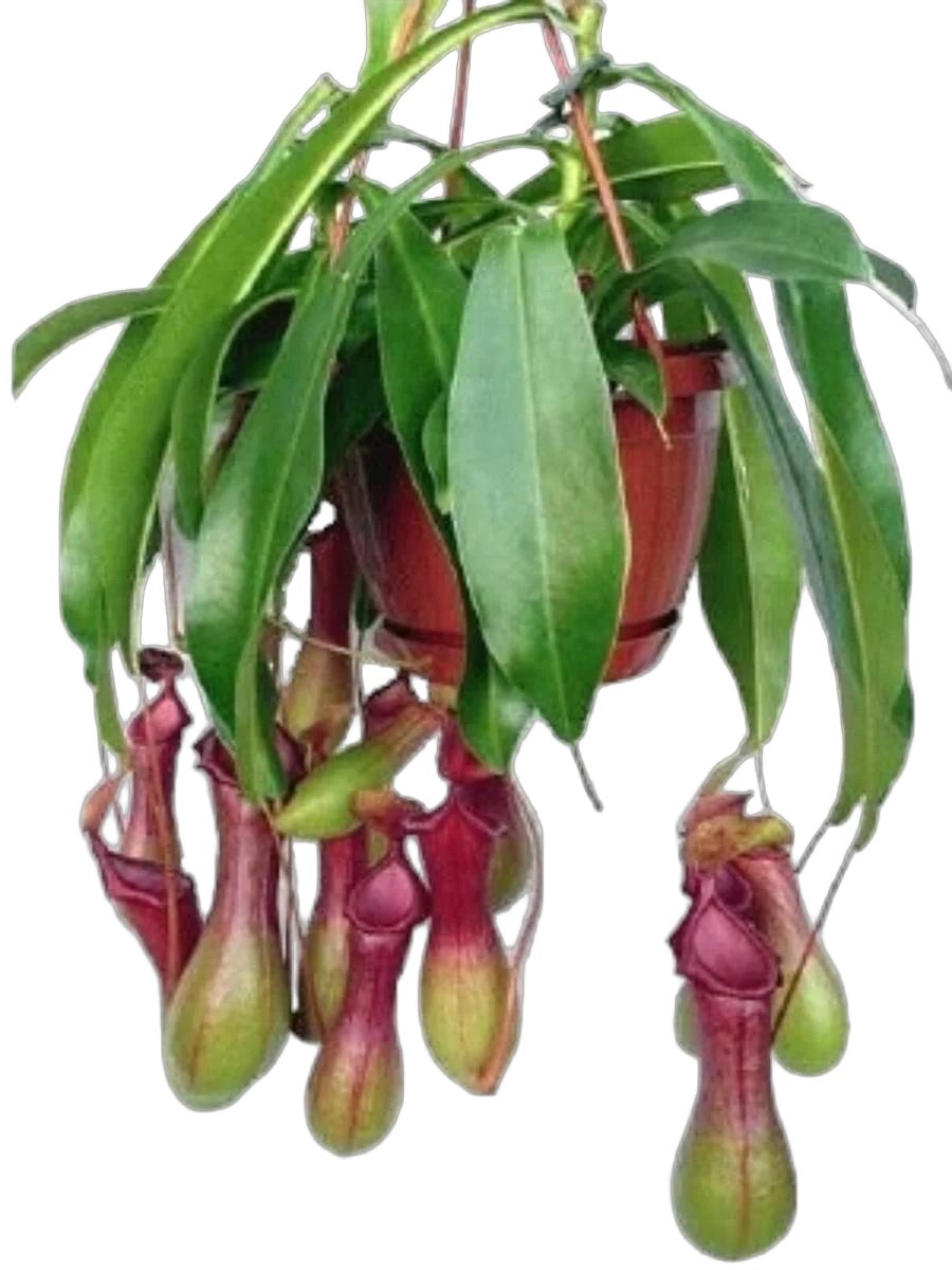 Непентес крылатый - Nepenthes Alata Blanco D14 H55