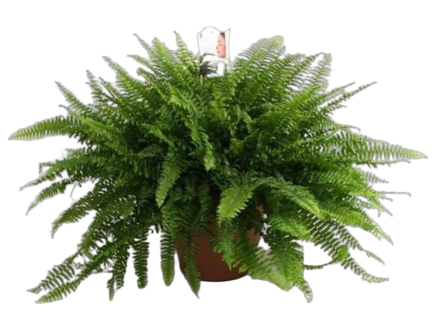 Нефролепис Грин Леди - Nehprolepis Green Lady D20 H50